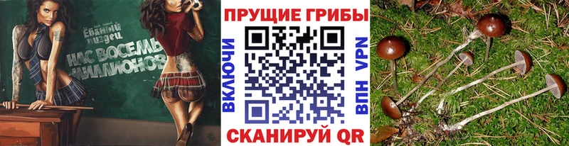Псилоцибиновые грибы Psilocybine cubensis  Купить  Белёв 